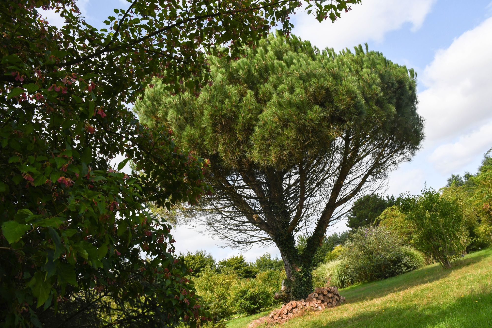 jardins de brocéliande, pin parasol