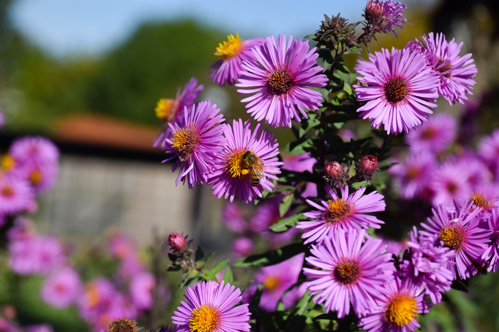jardins de brocéliande, aster