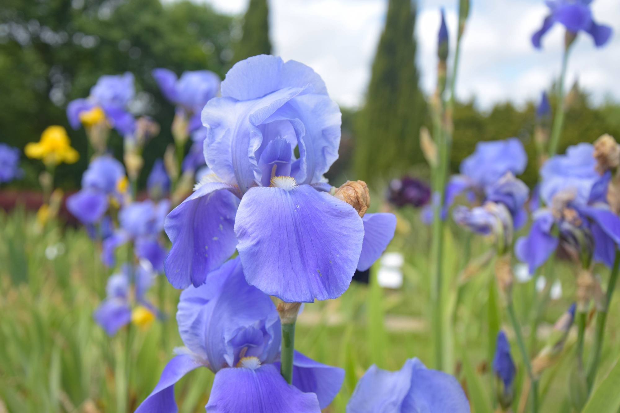 iris