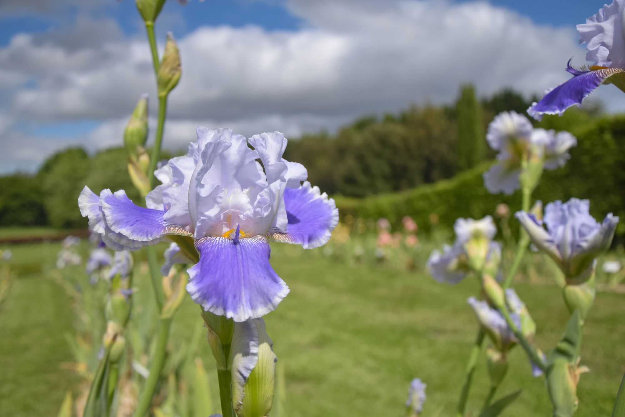 collection iris, Jardins de Brocéliande