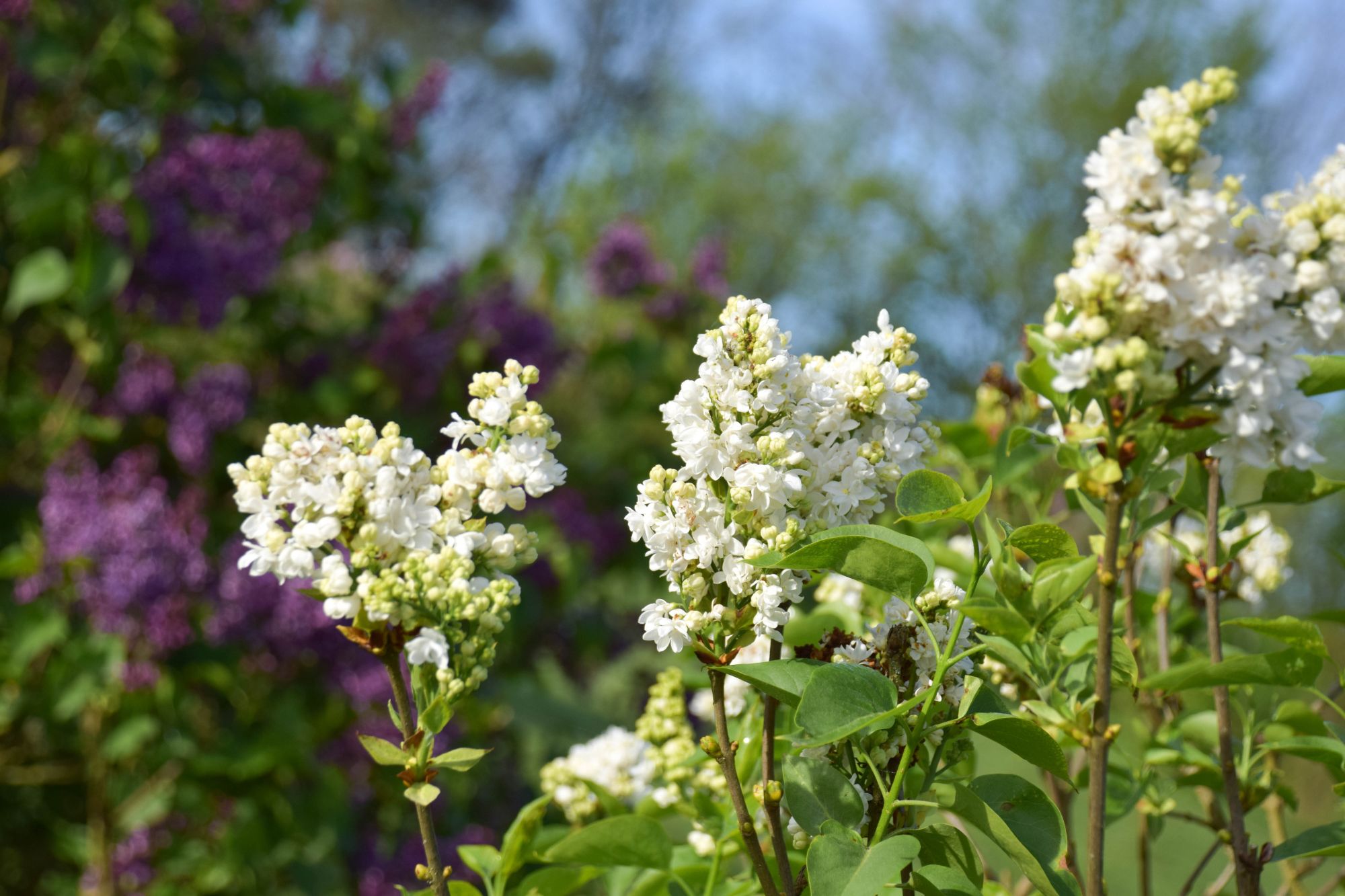 lilas, fleurs