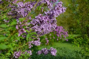 jardins de brocéliande, lilas
