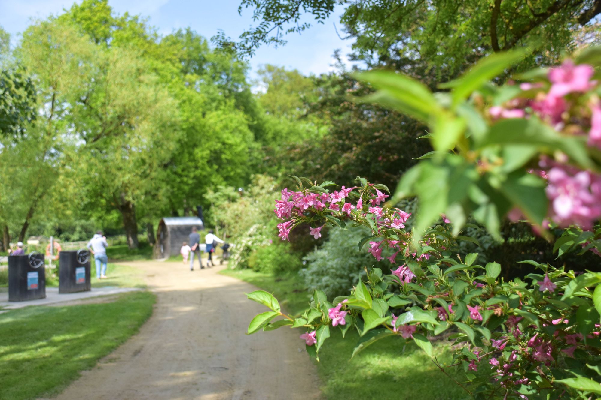 fleurs, jardins, sentier